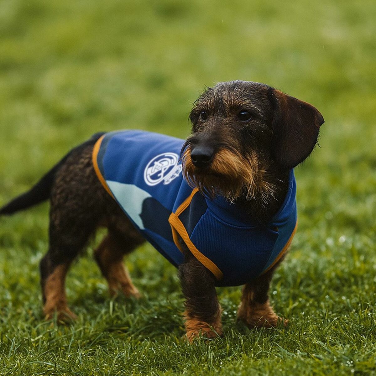 V2HE54EAD151DF949460D47F5E8A7EF1735R7069206P9